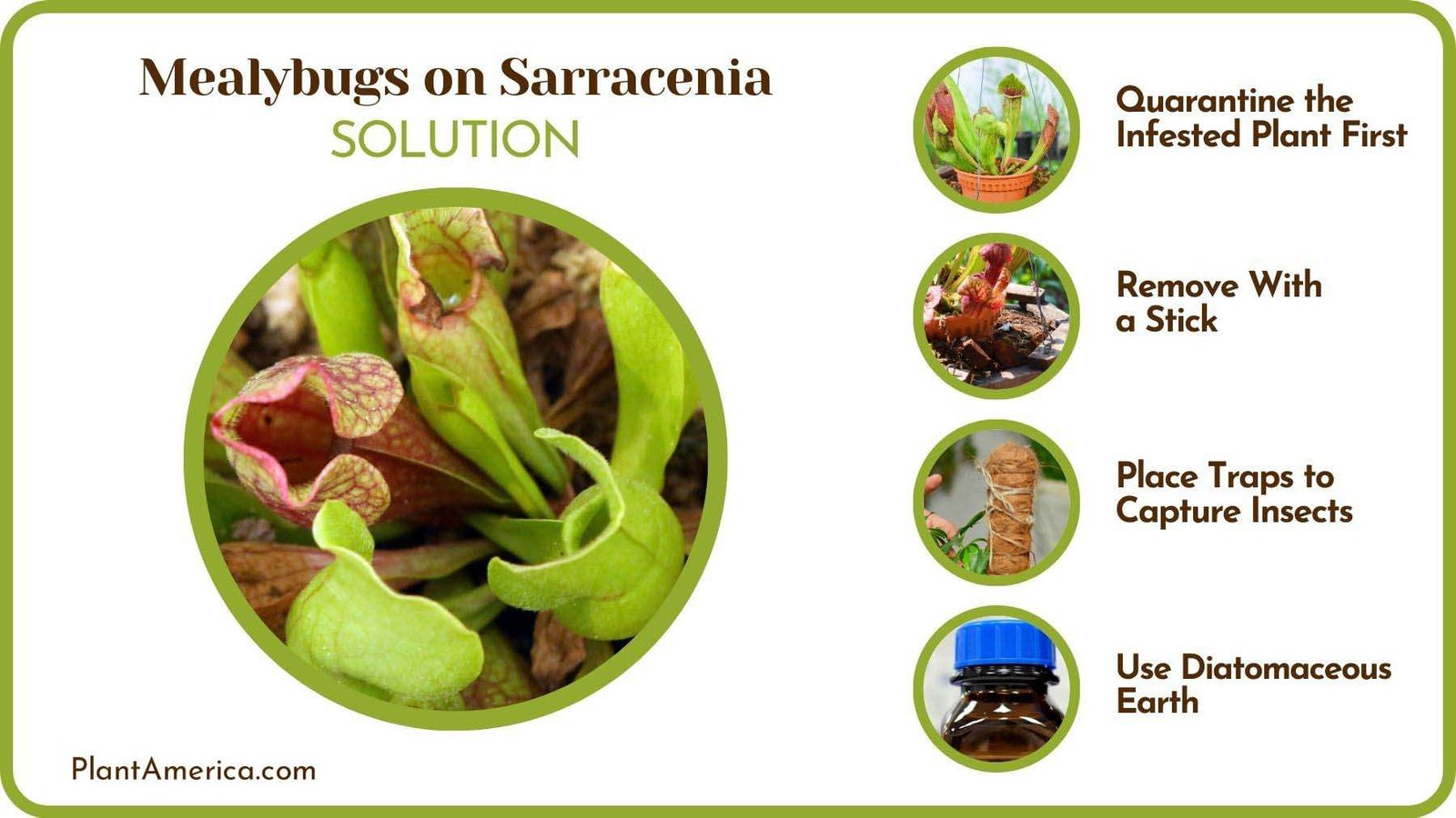 Getting Rid of Mealybugs on Sarracenia Plant America
