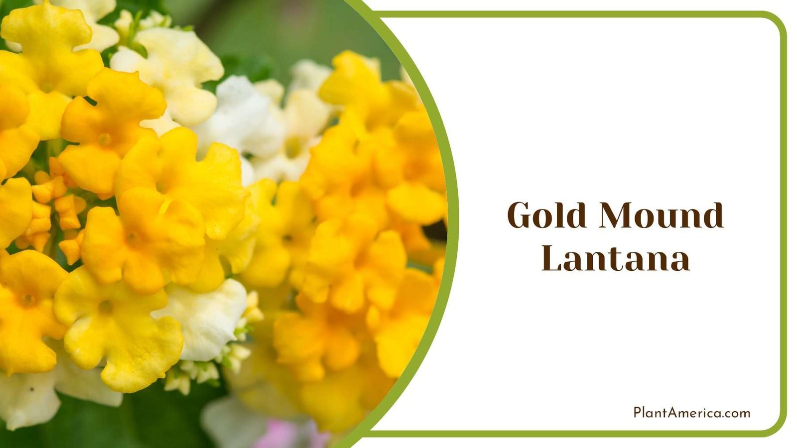 Gold Mound Lantana Yellos Flowers Plant America