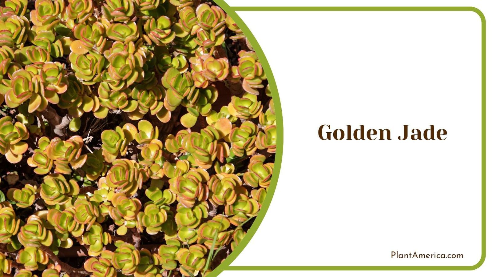 Golden Jade Plant Plant America