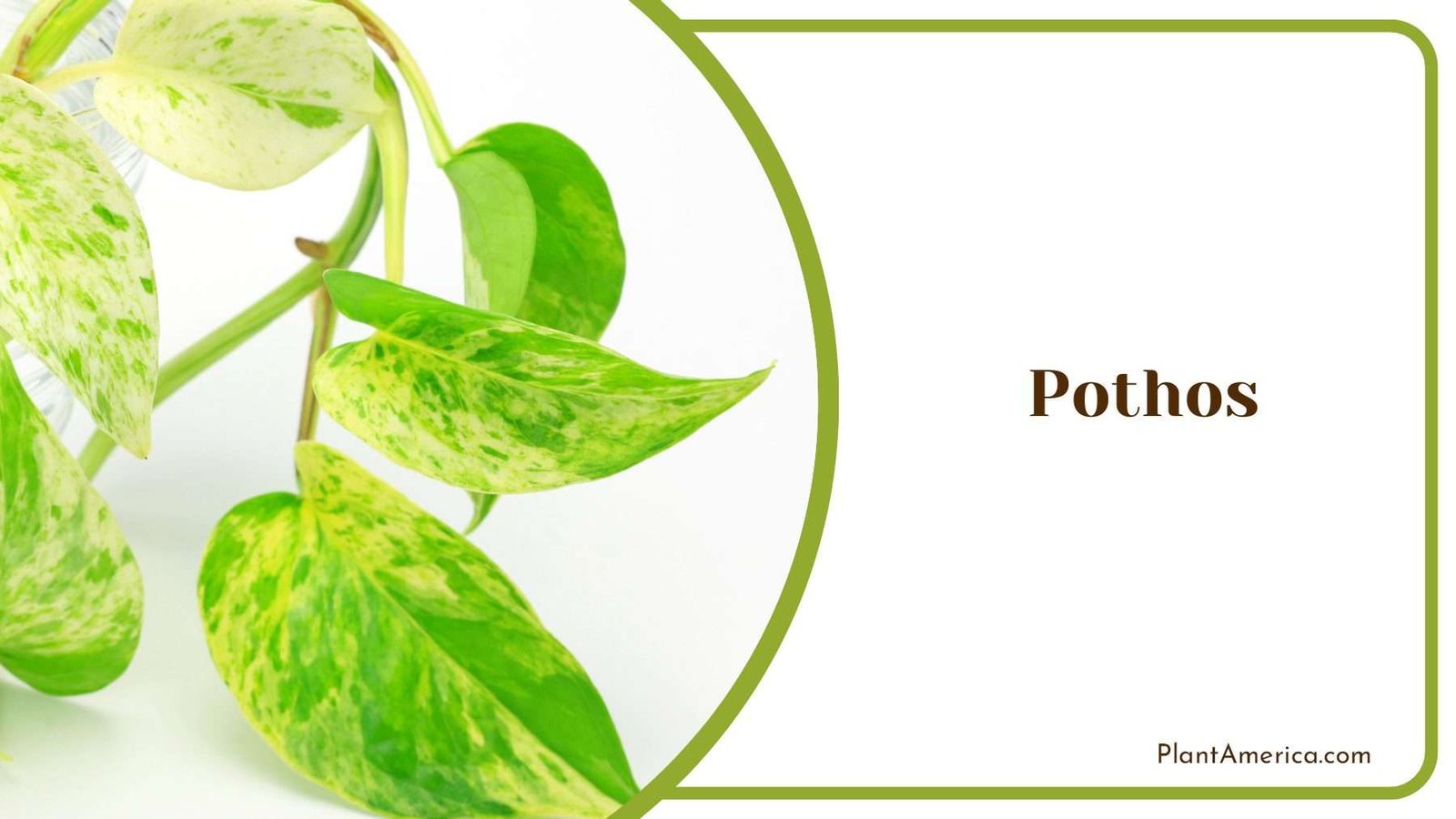 Golden Pothos In Homes Plant America