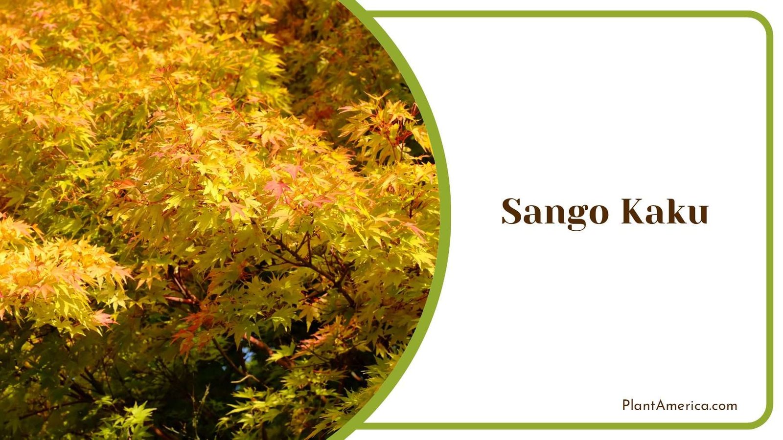 Golden Tiny Leaves Sango Kaku PlantAmerica