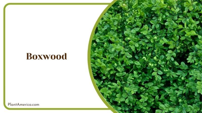 Green Boxwood Bushes Plant America