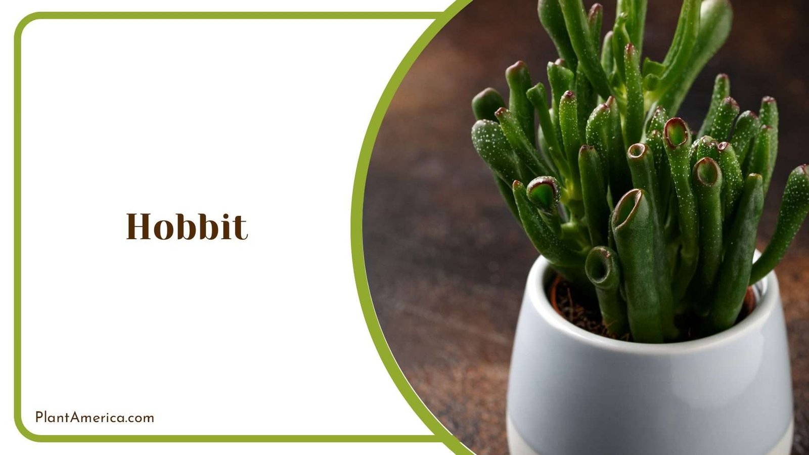 Green Hobbit Jade Plant Plant America