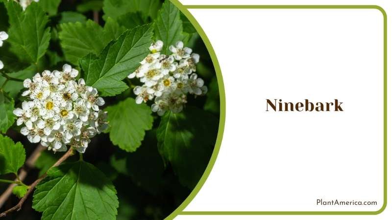 Green Leaves Ninebark Bushes Plant America