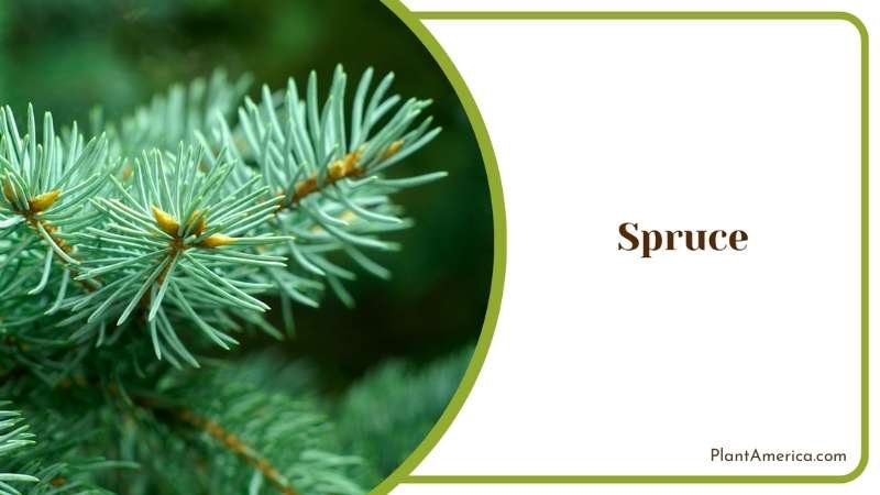 Green Spruce Bushes Plant America