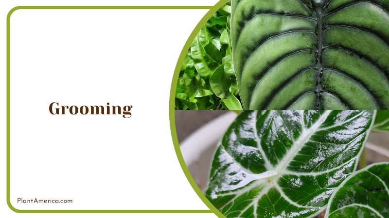 Grooming Alocasia Plants ~ PlantAmerica Grooming Alocasia Plants ~ PlantAmerica