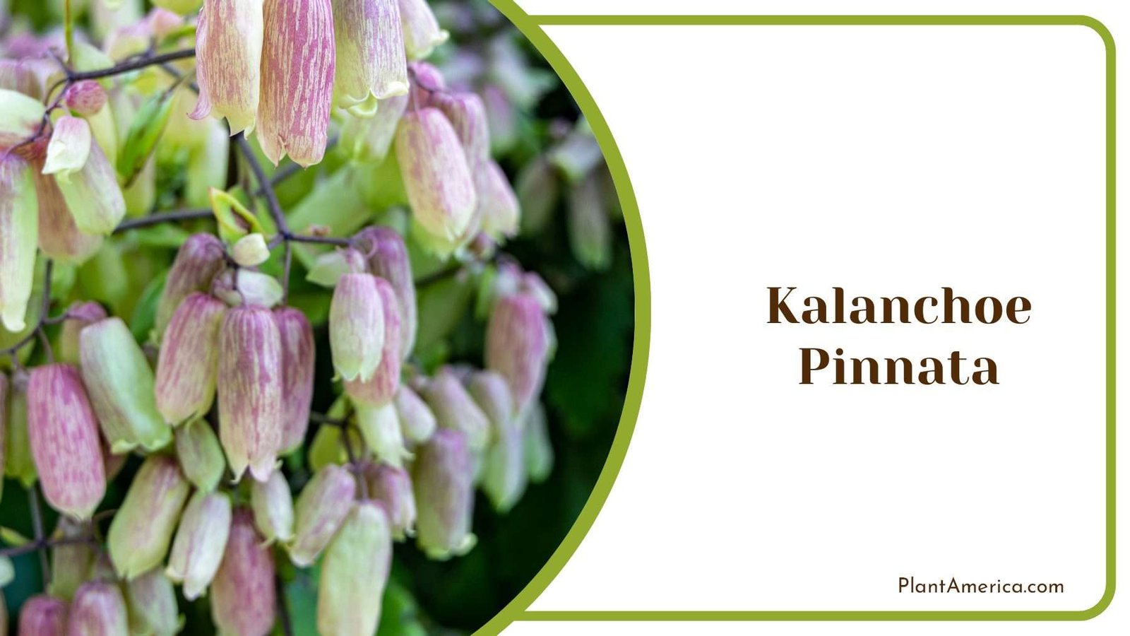 Grow Kalanchoe pinnata Plant America