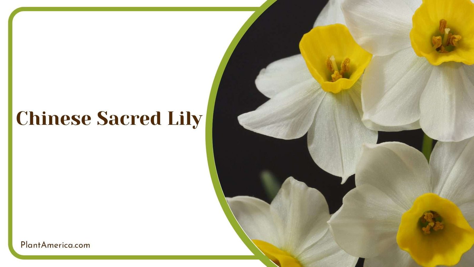Growing Chinese Sacred Lily Care And Cultivation Tips Plant America