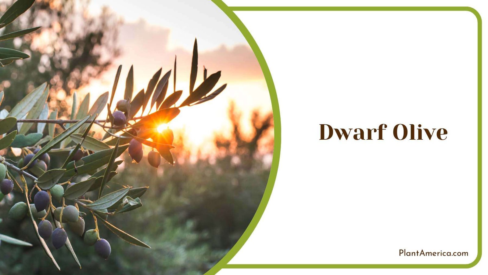 Growing Dwarf Olive Trees Plant America