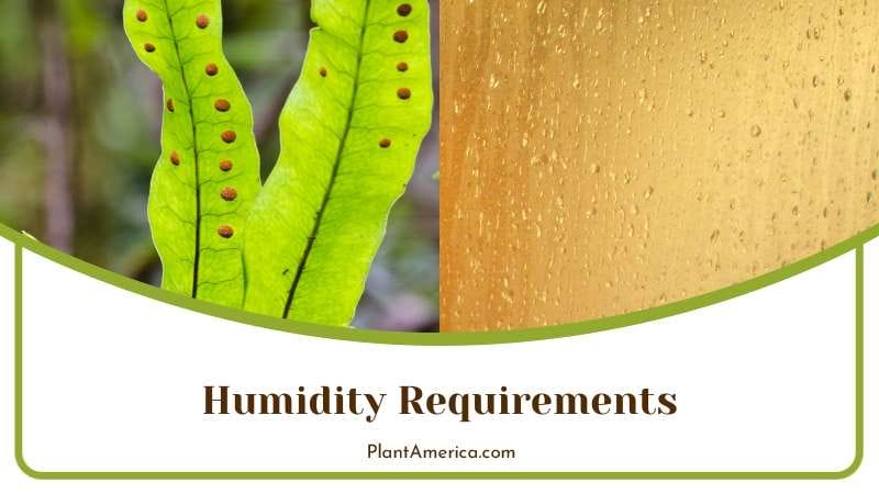 Growing Kangaroo Fern Indoor Humidity Plant America Growing Kangaroo Fern Indoor Humidity Plant America