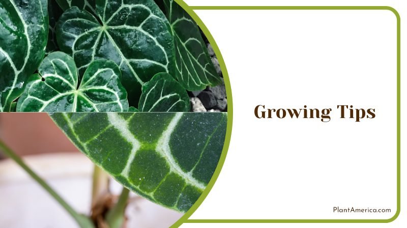 Growing Tips for Anthurium Crystallinum ~ PlantAmerica