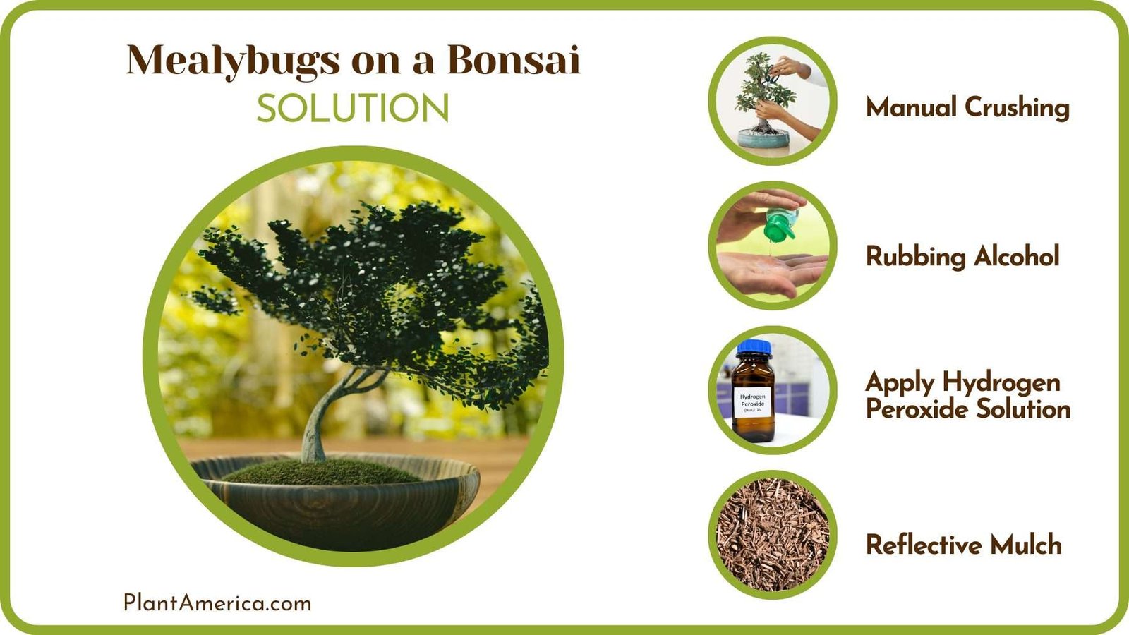 Grt Rid Bonsai Trees of Mealybugs Plantamerica Grt Rid Bonsai Trees of Mealybugs Plantamerica