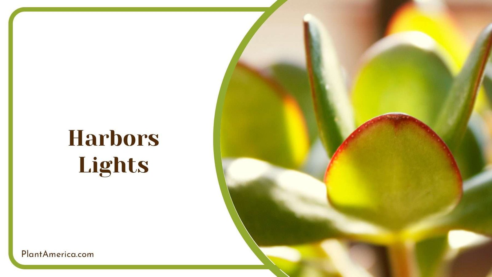 Harbors Lights Leaves Plant America