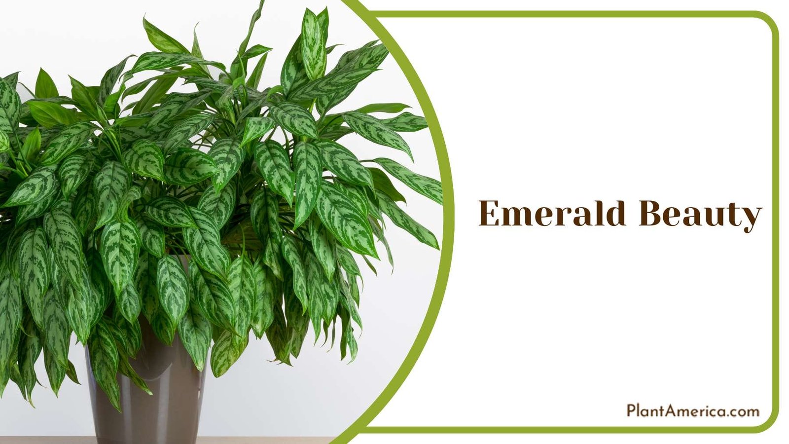 Harvesting Emerald Beauty PlantAmerica