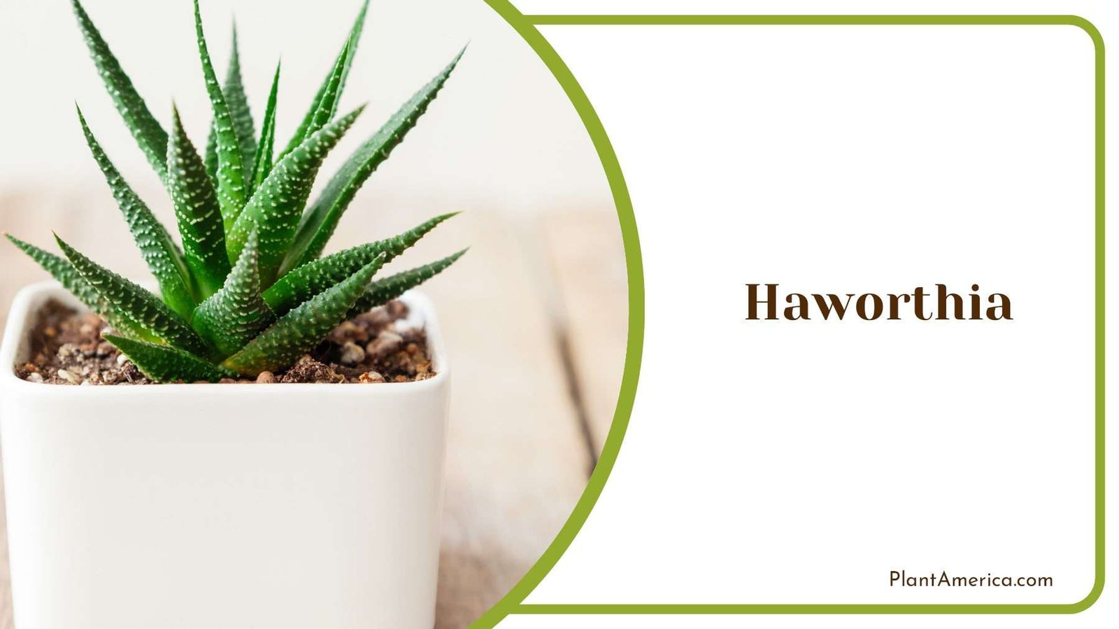 Haworthia Indoors Plant Plant America