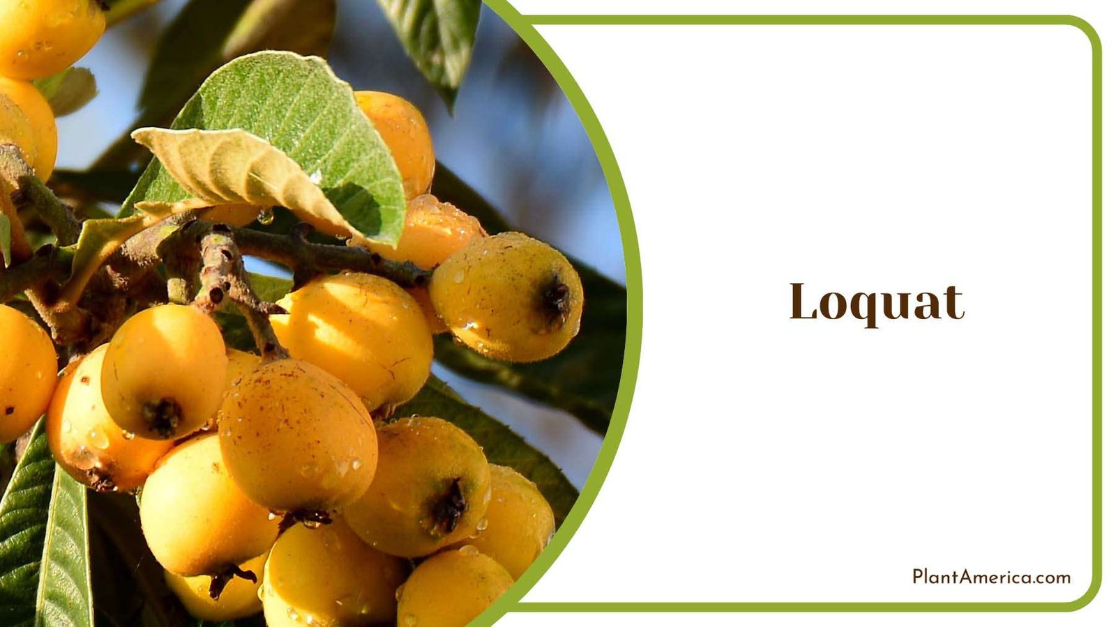 Healthy Loquat Fruit Cluster Plant America