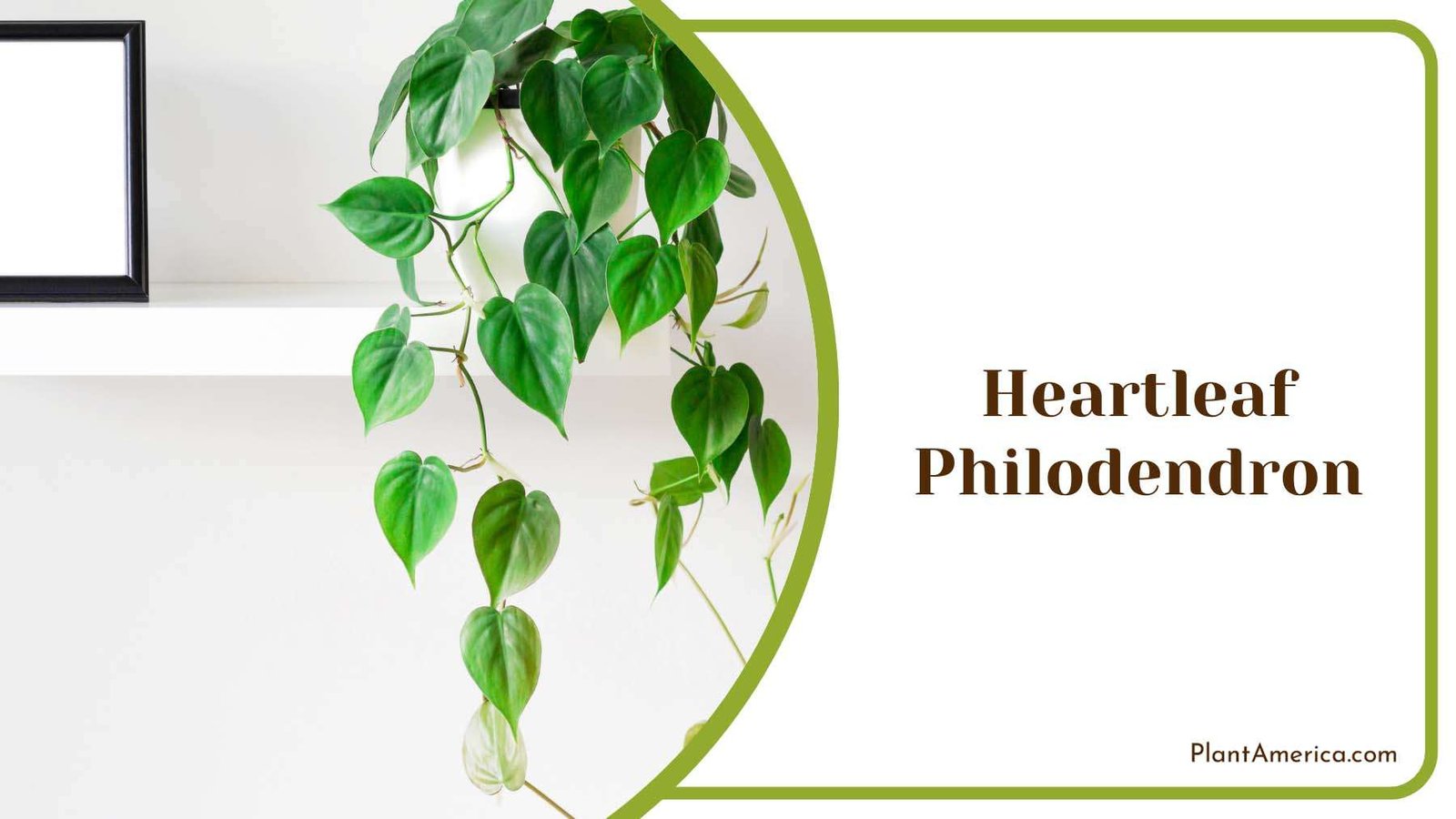 Heartleaf Philodendron Hanging Leaves Plant America