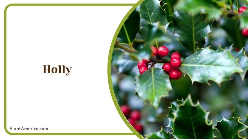 Holly Green Leaves Plant America