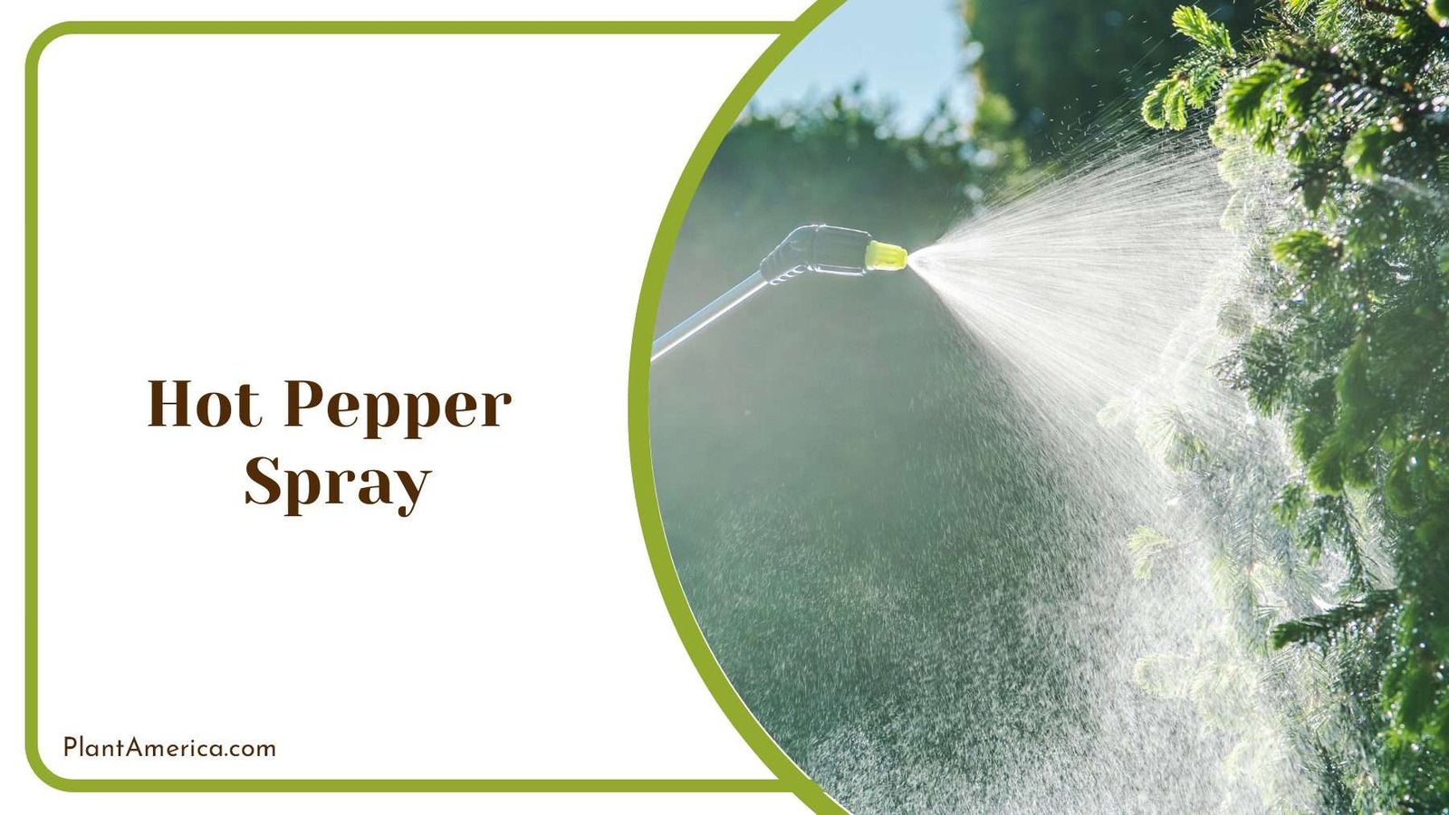 Hot Pepper Spray on Plants Plant America