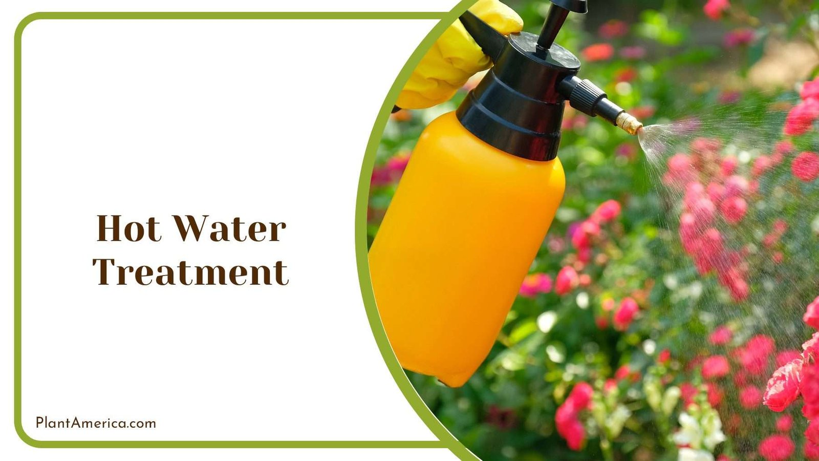 Hot Water Treatment on Pest Plant America