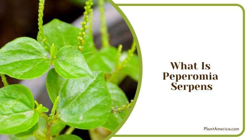 Houseplant Perfect for Any Room PlantAmerica