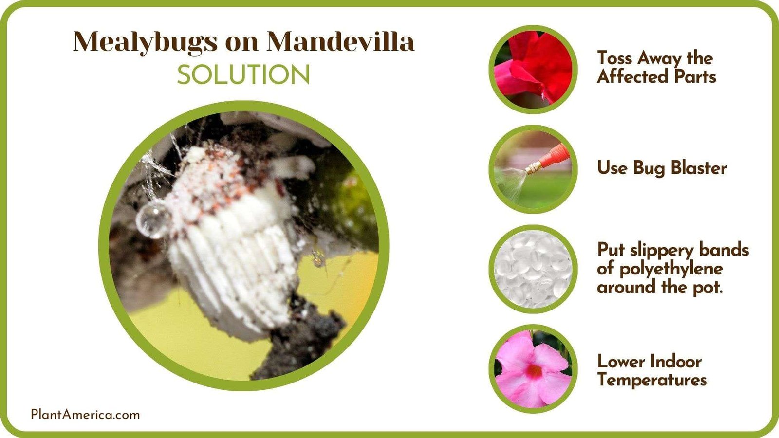 How To Deal With Mealybugs on Mandevilla Plant America How To Deal With Mealybugs on Mandevilla Plant America