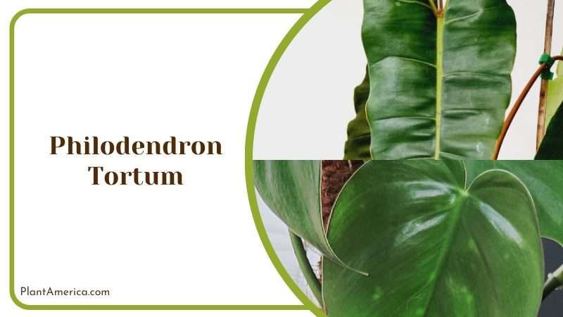 How to Take Care of Philodendron Tortum Plant America