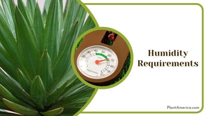 Humidity Care Guide for Yucca Plant America