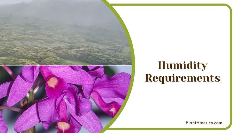 Humidity Requirements for Maxima PlantAmerica