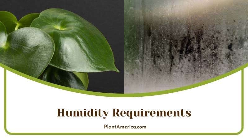 Humidity Requirements of Polybotrya PlantAmerica