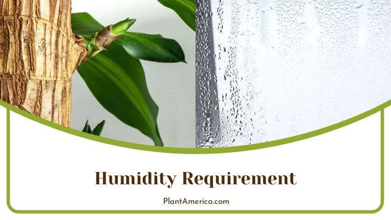 Humidity for Cane Plants Plant America