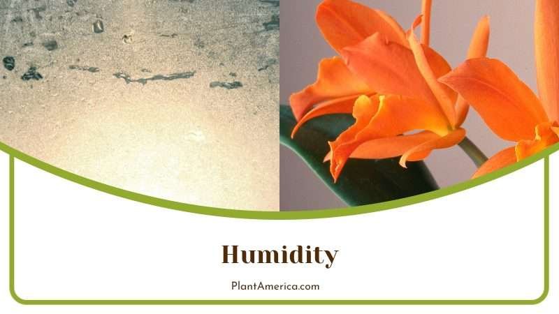 Humidity for Cattleya Warscewiczii PlantAmerica Humidity for Cattleya Warscewiczii PlantAmerica