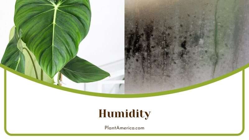 Humidity for Philodendron Hastatum Plant America