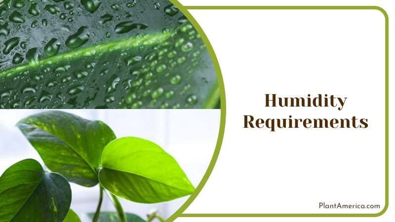 Humidity for Philodendron Tortum Plant America