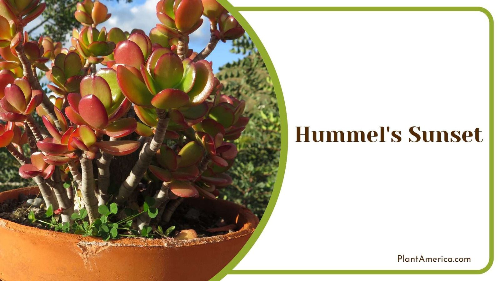 Hummel s Sunset Jade Plant Plant America