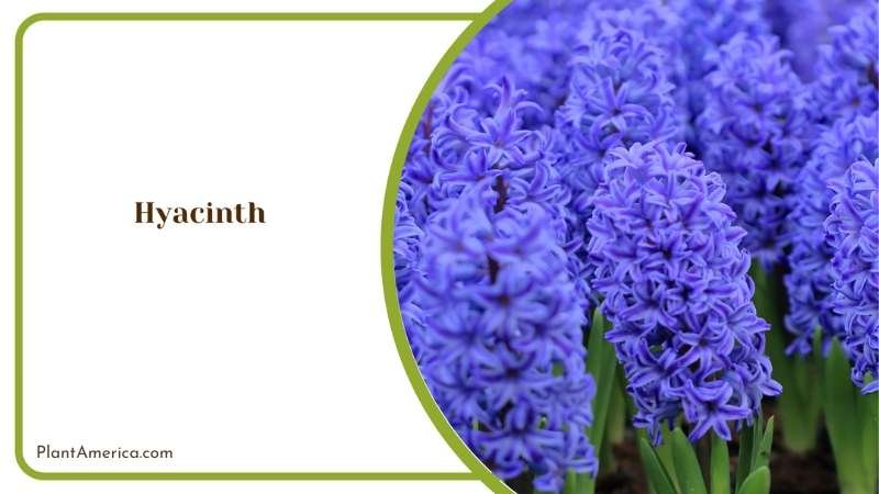 Hyacinth Natural Beauty To Outdoor Space Plant America