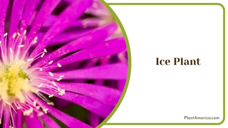 Ice Plant Varieties A Guide To Colorful Ground Covers Plant America Ice Plant Varieties A Guide To Colorful Ground Covers Plant America