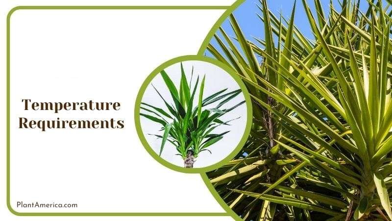 Ideal Temperature for Elephantipes Yucca Plant America