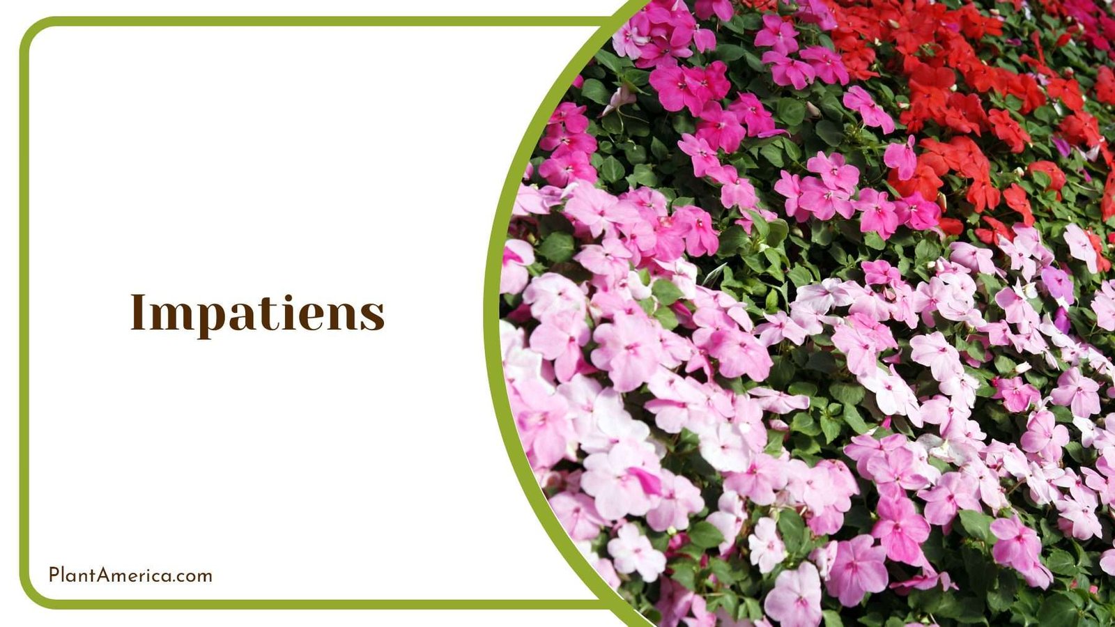 Impatiens In Bright Colors Plant America