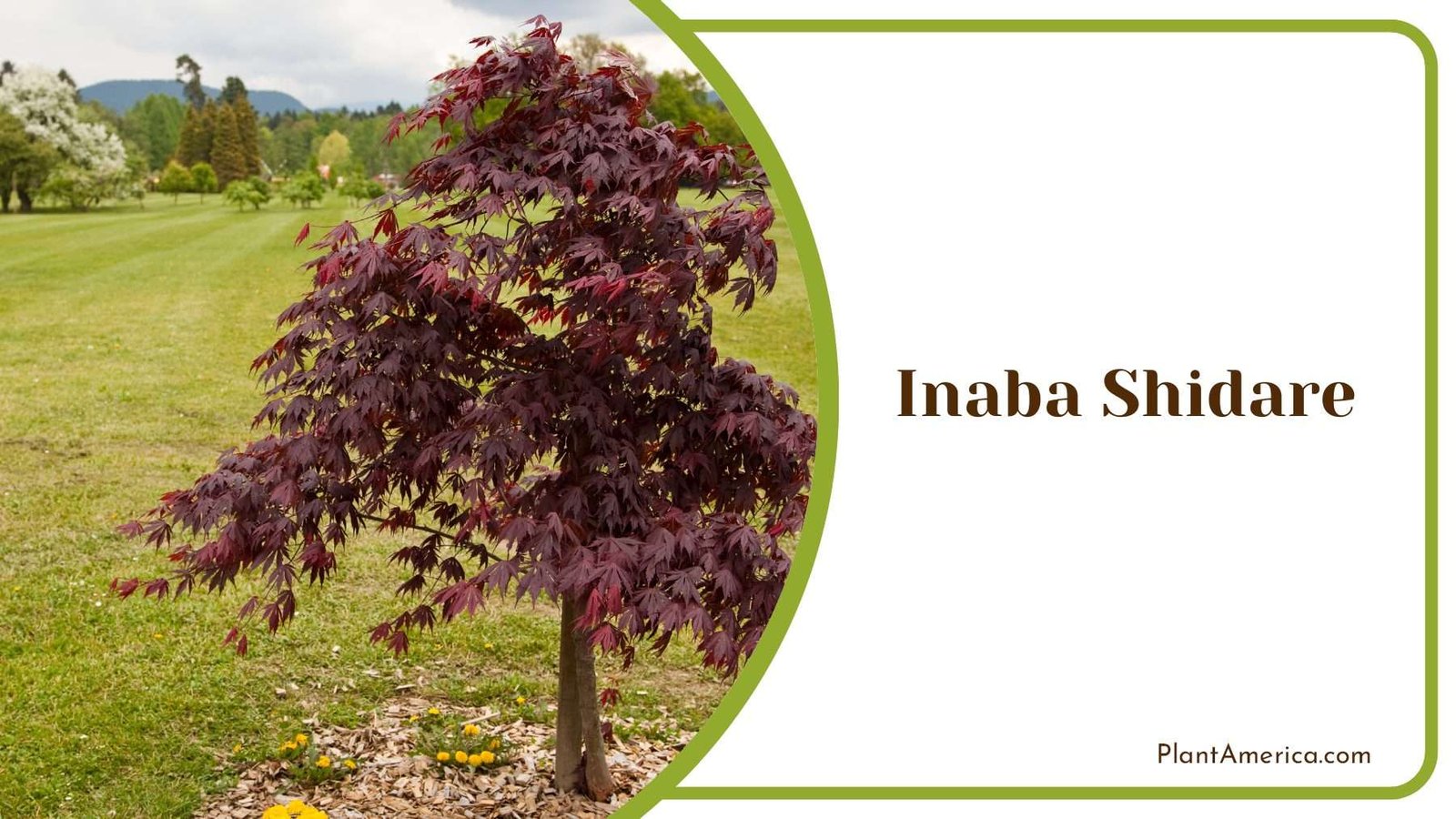 Inaba Shidare Dark Purple Tree PlantAmerica