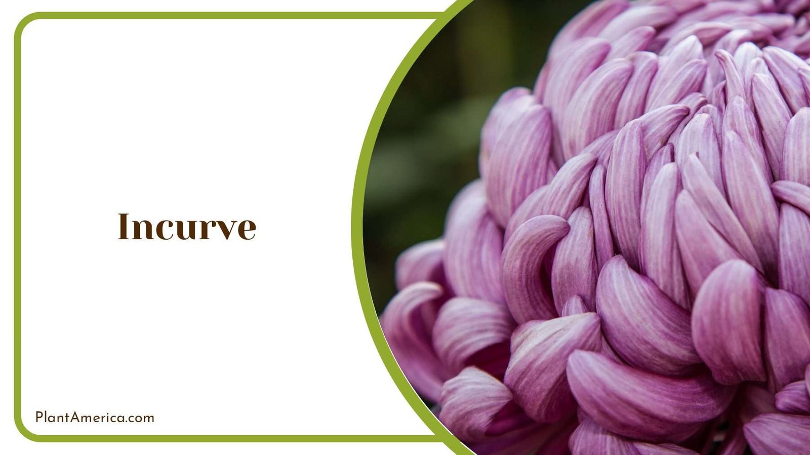 Incurve Purple Chrysanthemum PlantAmerica