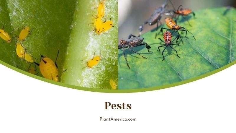 Infestations of Pests in Rubra Plant America