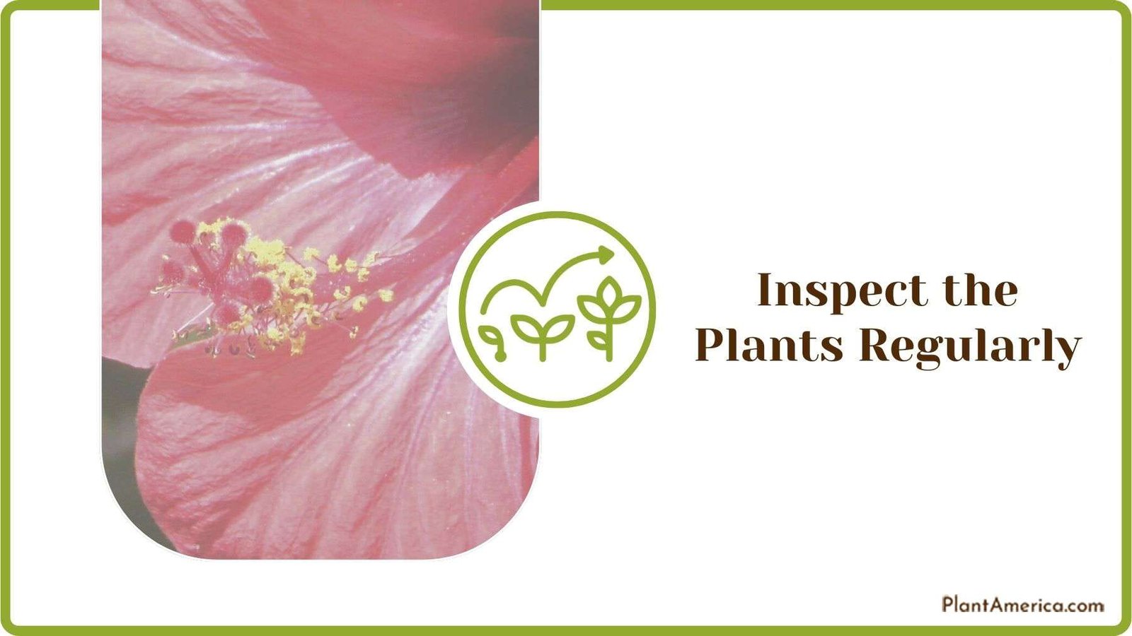 Inspecting the Plants Regularly Plant America