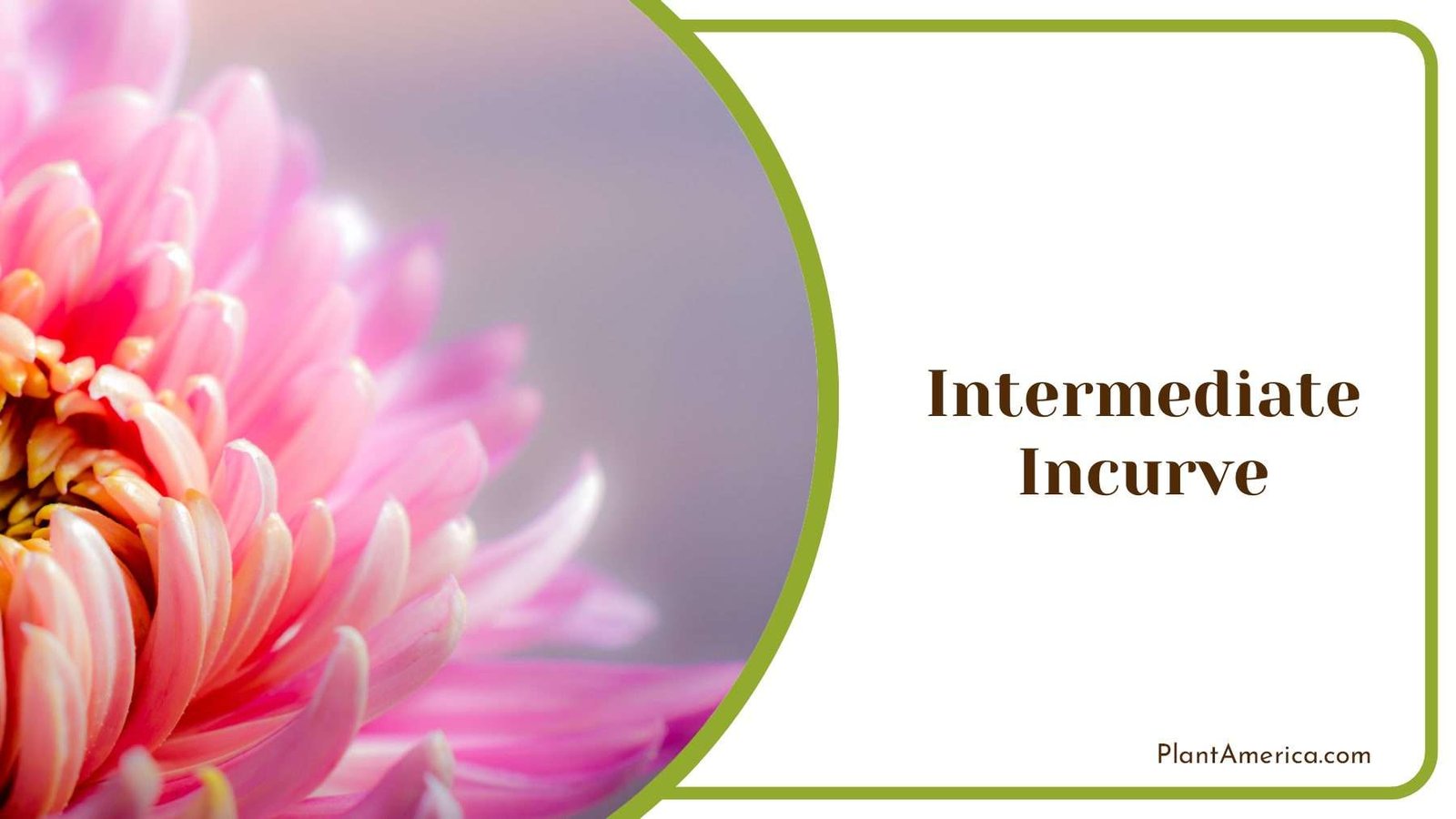 Intermediate Incurve Blooms PlantAmerica