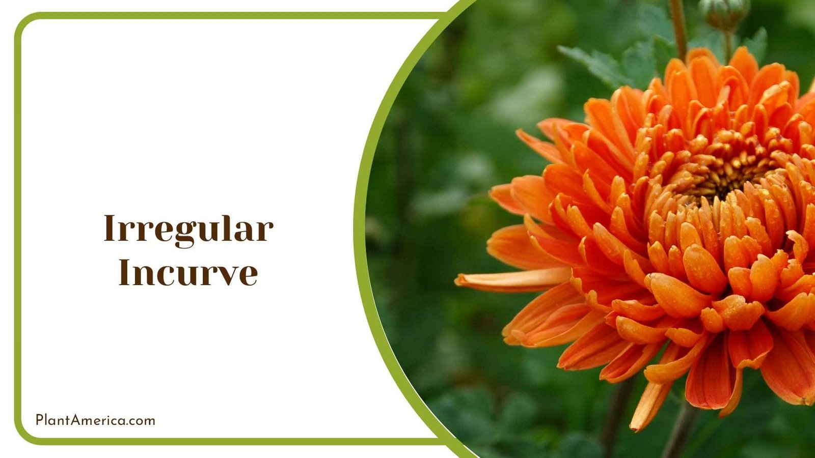 Irregular Incurve Orange PlantAmerica