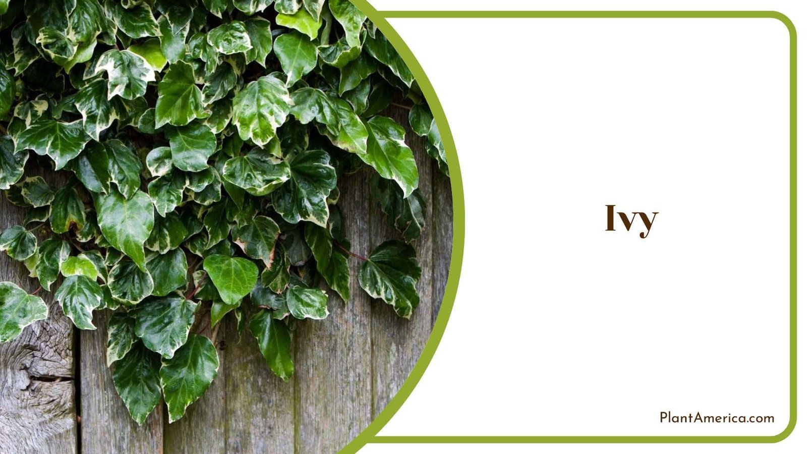 Ivy Green Hanging Leaves Plant America