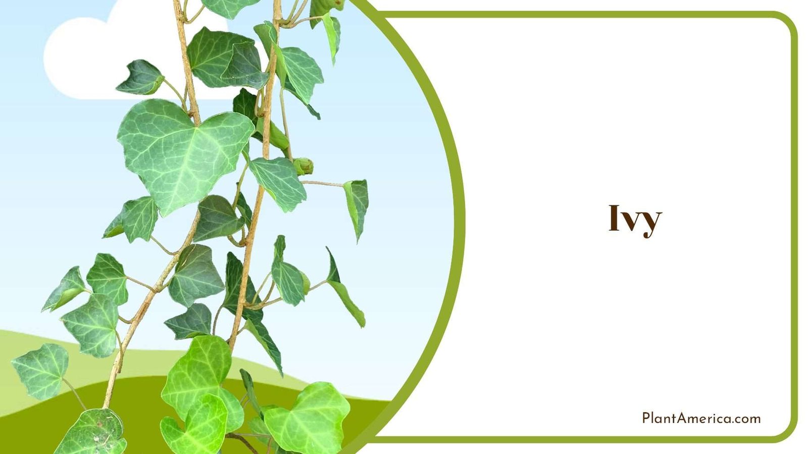 Ivy Hanging For Outdoors Plant America