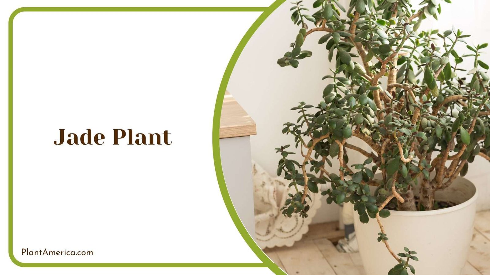 Jade Indoor Plant Plant America 1 Jade Indoor Plant Plant America 1