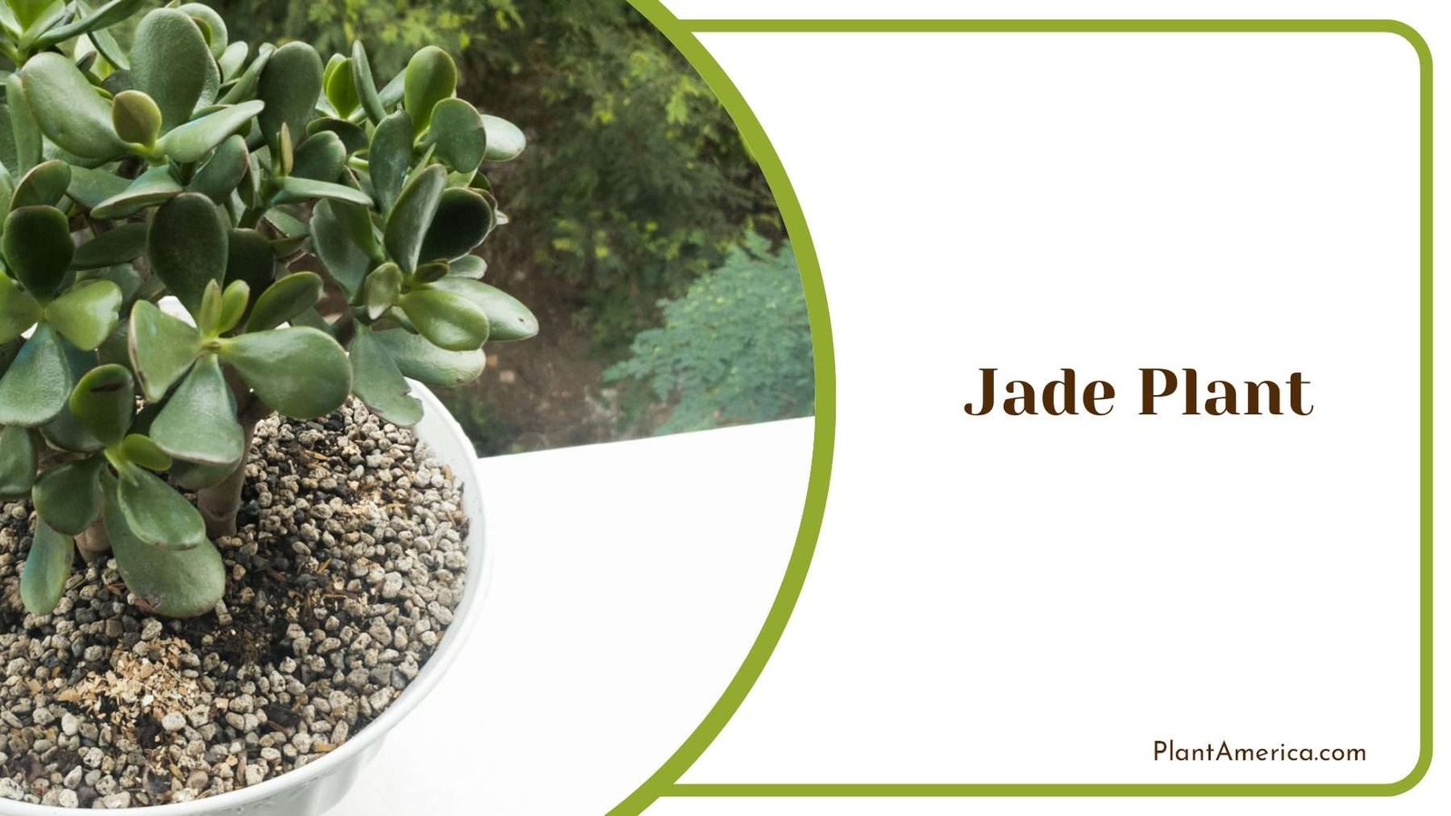 Jade Plant Plant America