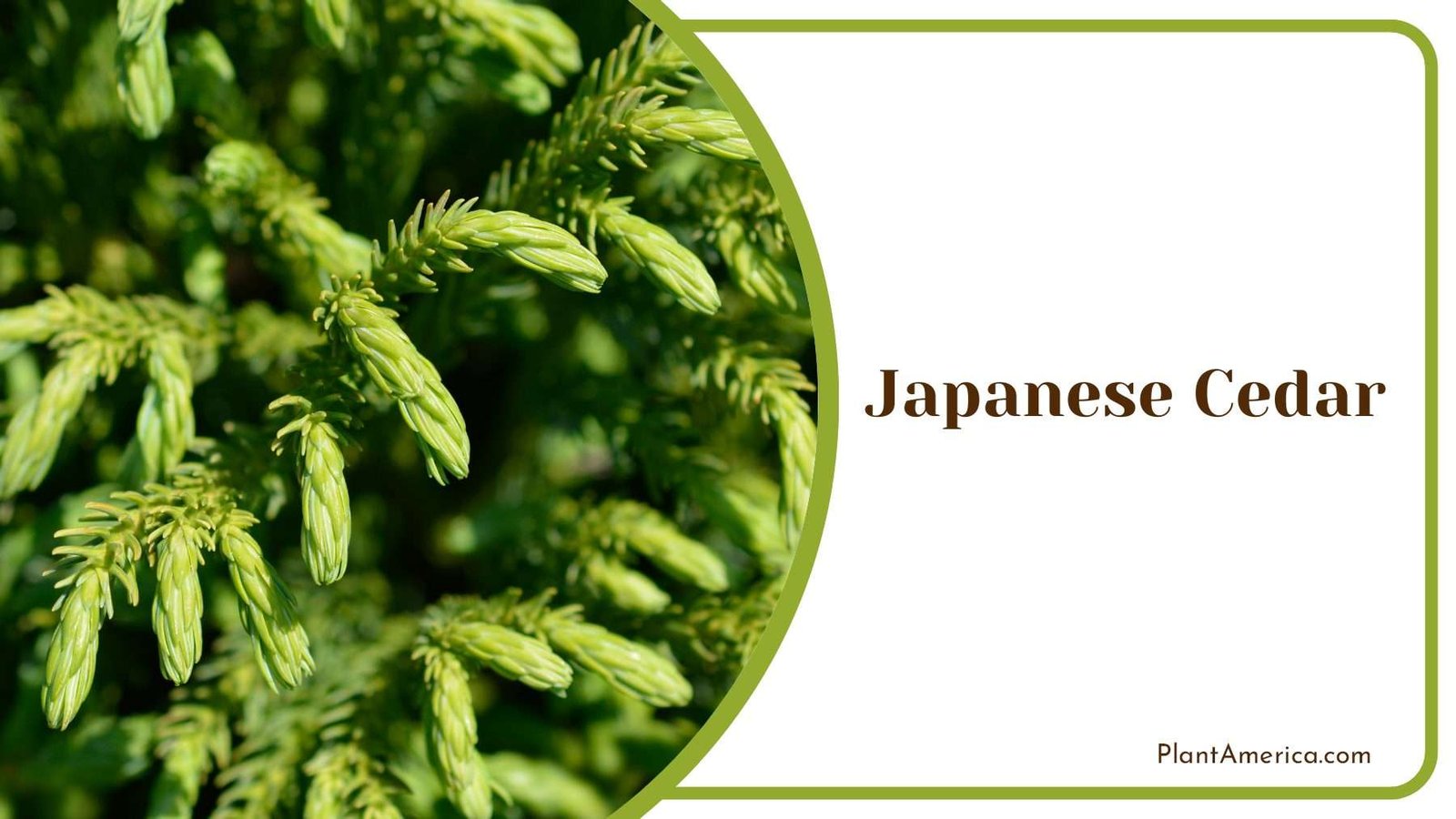 Japanese Cedar With Dark Green Scale Like Foliage PlantAmerica